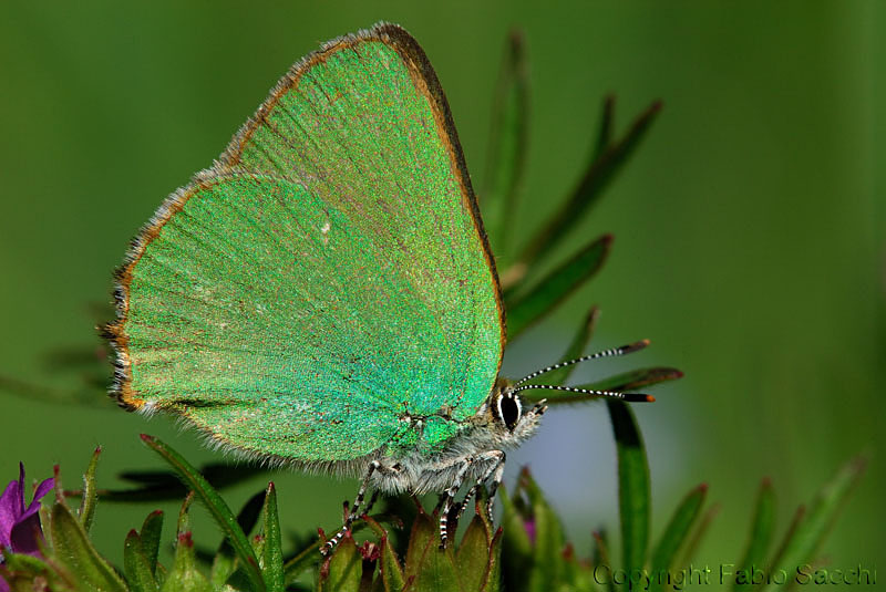 Callophirys rubi